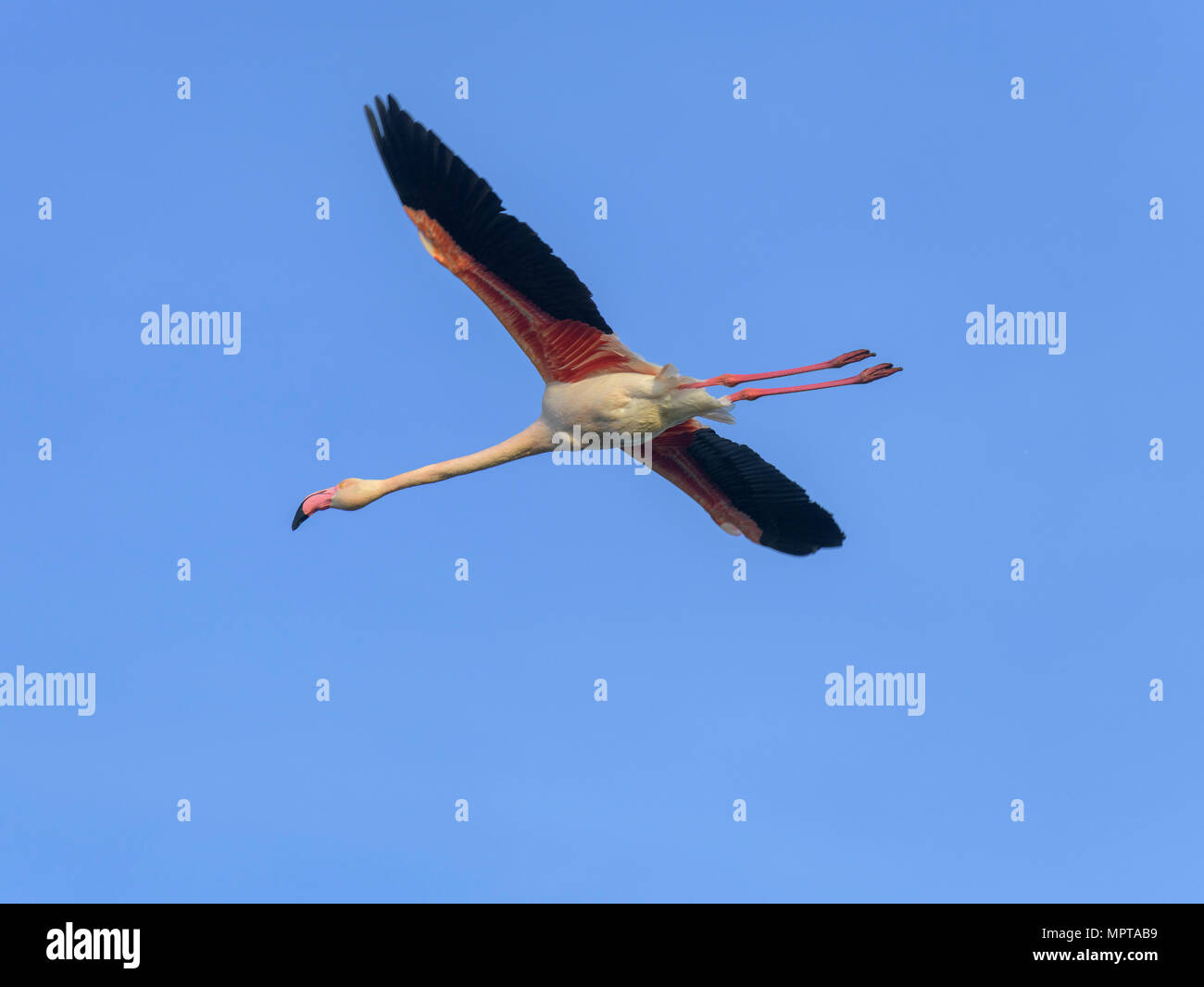 Flamant rose (Phoenicopterus roseus), volant dans le ciel bleu, Comacchio, Emilia-Romagna, Italie Banque D'Images