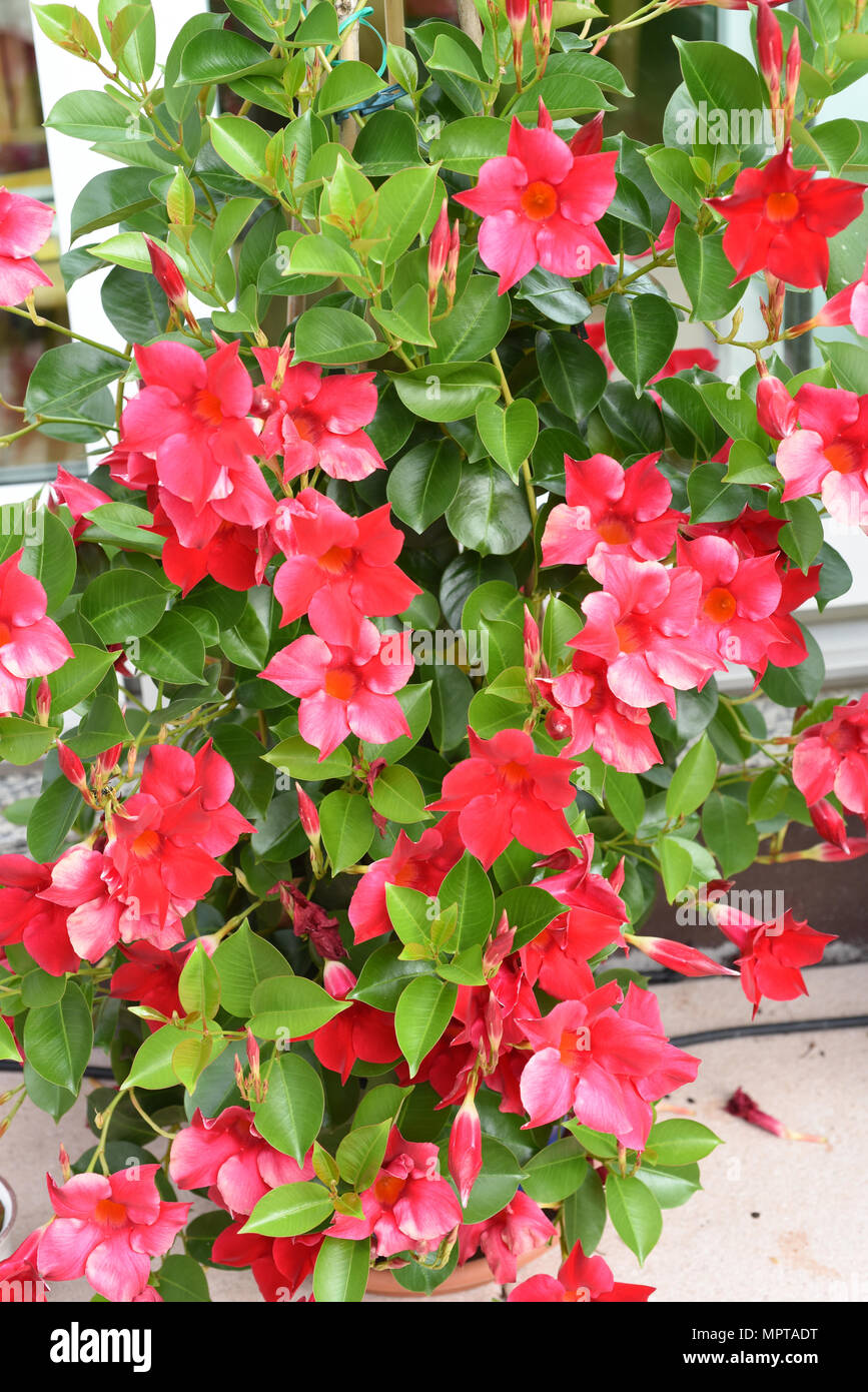 Dipladenia Sanderi ; Sundaville, Balkonblumen Kuebelpflanze ; ; Banque D'Images