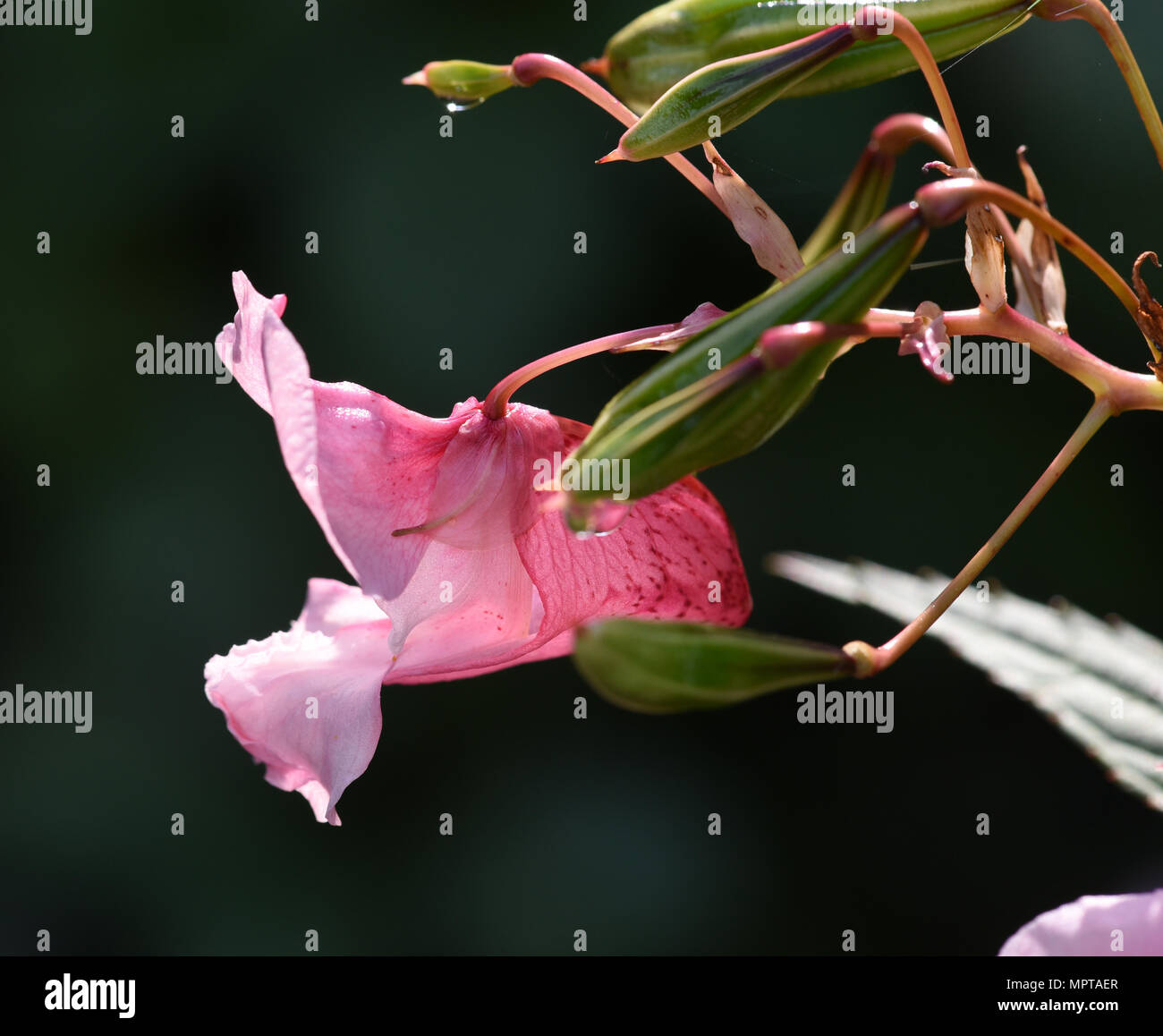 Druesiges Springkraut, Impatiens glandulifera, Holly, Bachbluete Banque D'Images