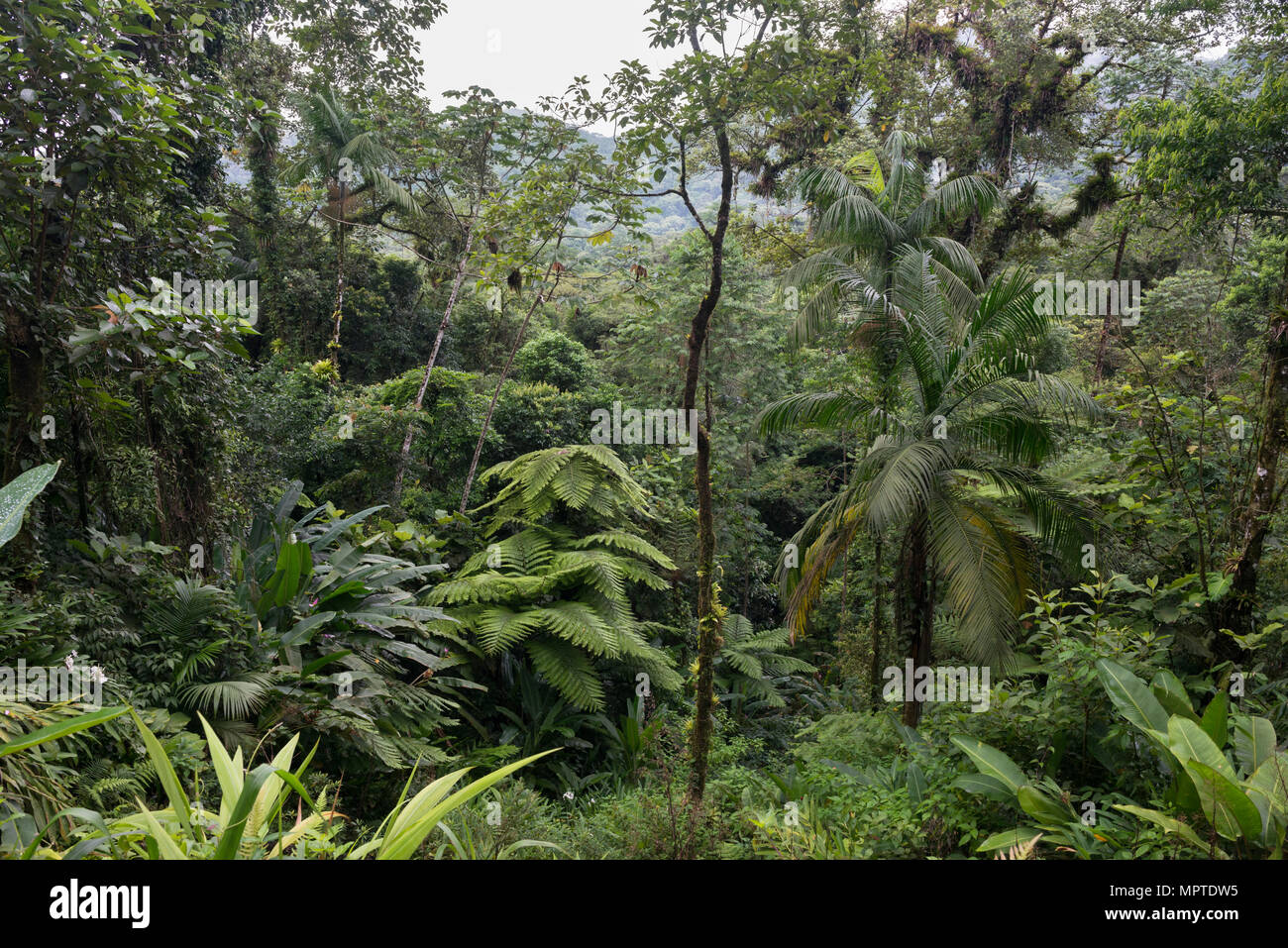 La Forêt Tropicale Atlantique en SE de l'État de São Paulo, Brésil Banque D'Images