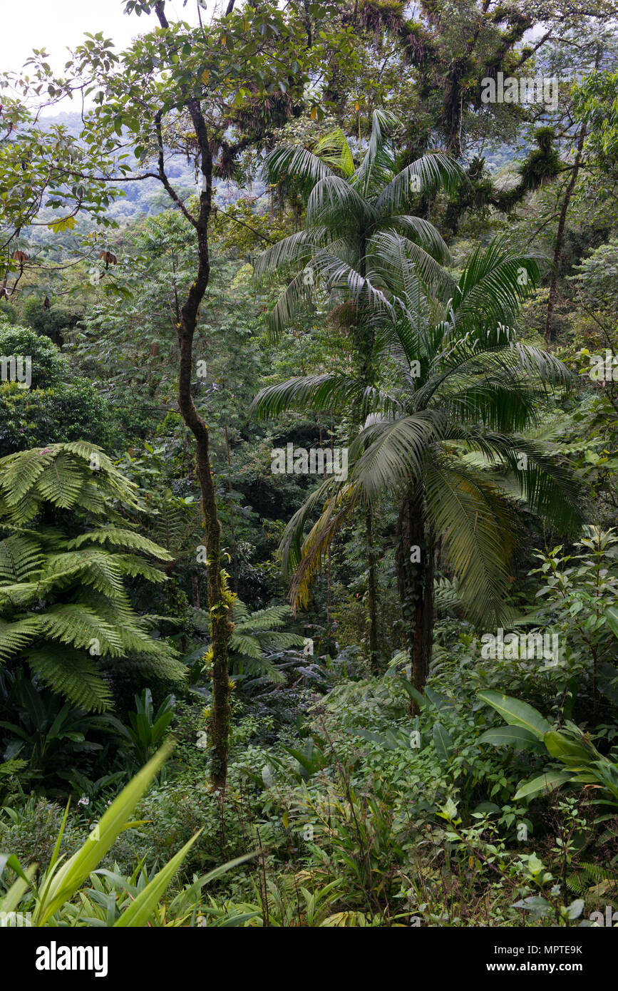 La Forêt Tropicale Atlantique en SE de l'État de São Paulo, Brésil Banque D'Images