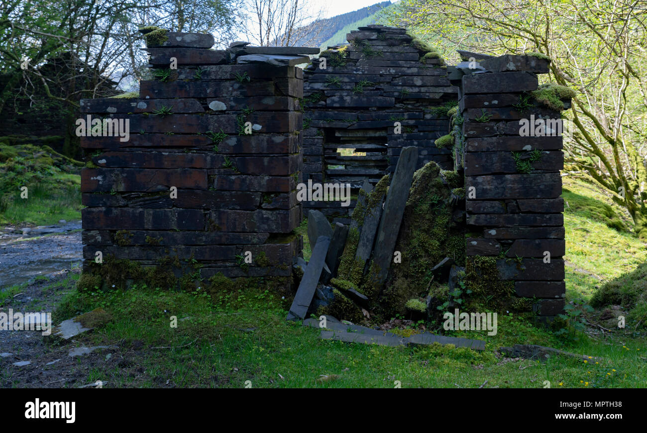 Ratgoed prononcé an Allt goed in native Welsh, est un village minier ardoise abandonnés dans la forêt, Dyif quelques vieilles ruines sont laissés derrière. Banque D'Images