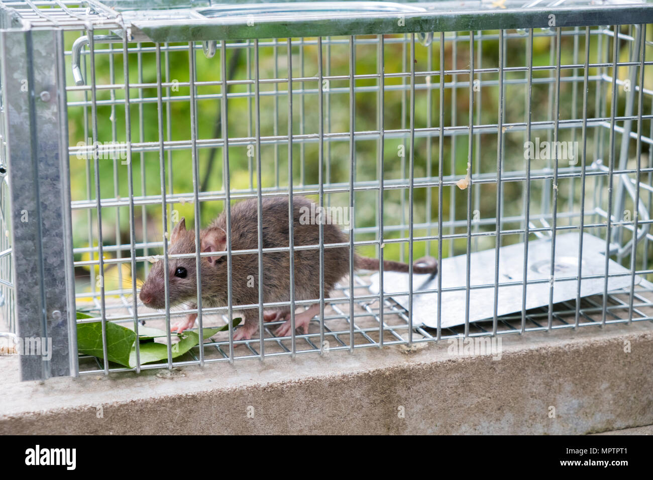 Un Petit Rat De Maison Piégé Dans Une Cage Sur Un Gazon Vert. Banque  D'Images et Photos Libres De Droits. Image 79027741