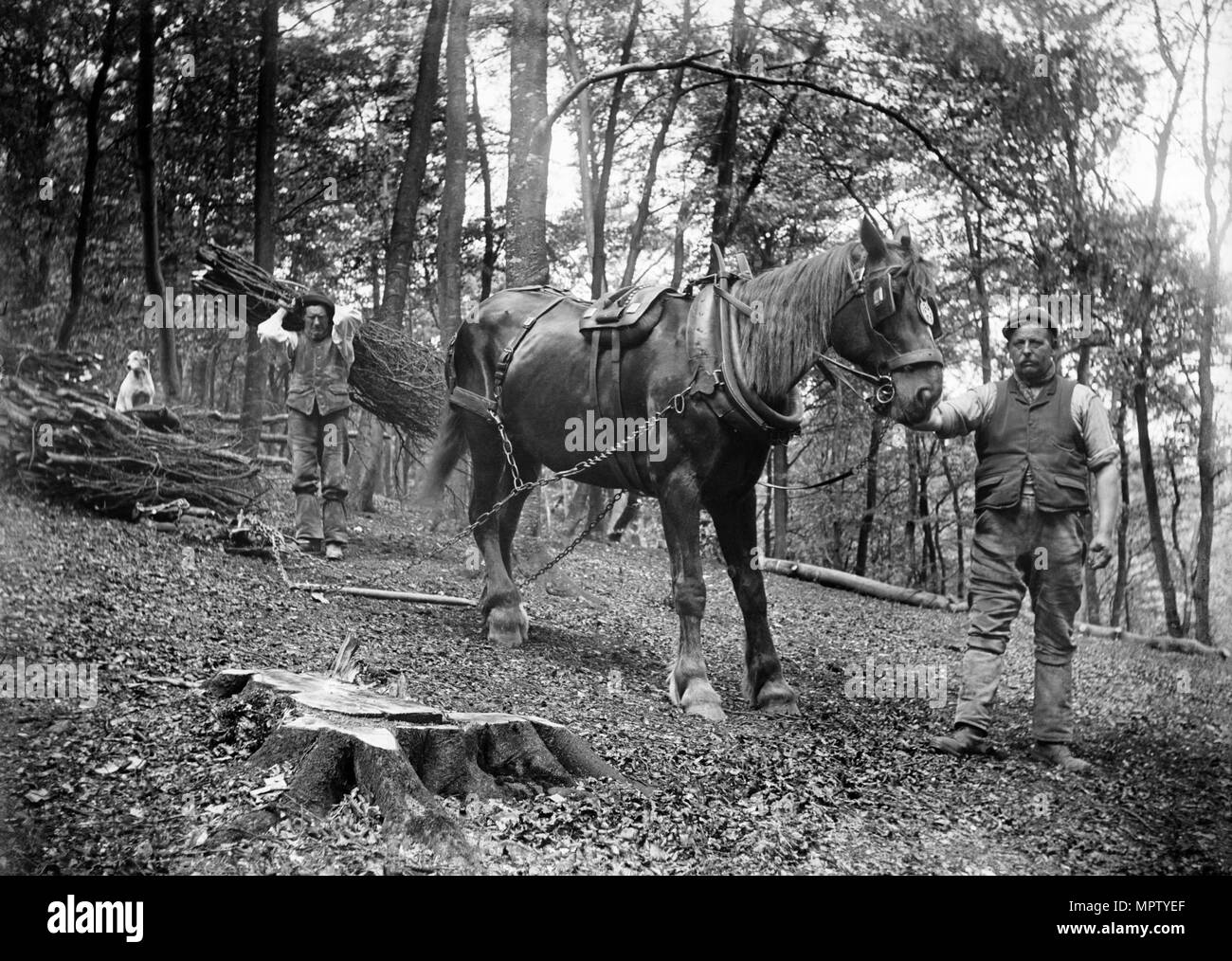 Les travailleurs forestiers, Princes Risborough, Buckinghamshire, 1903. Artiste : Alfred Newton & Sons. Banque D'Images