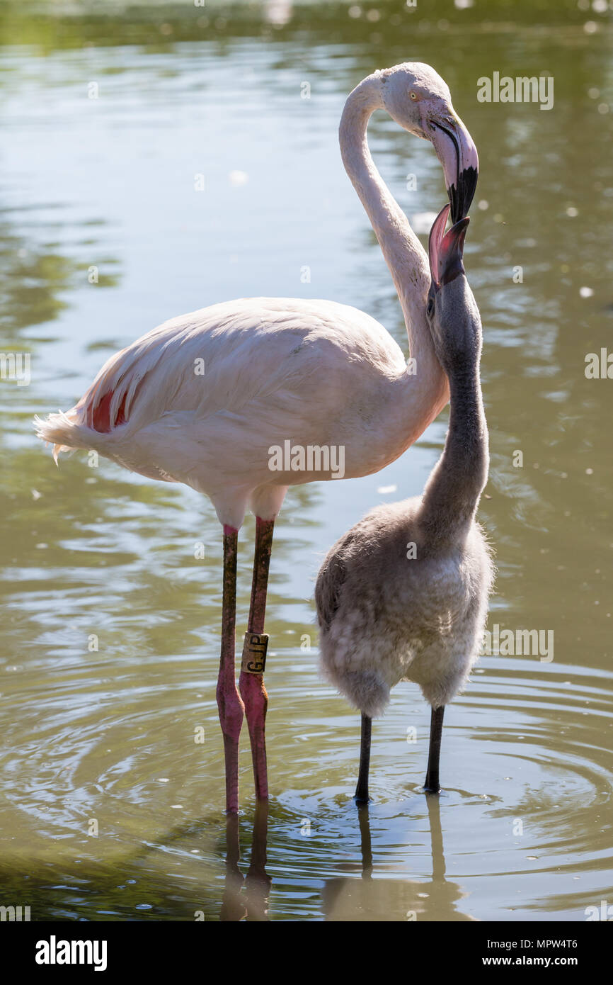 Flamant rose Phoenicopterus roseus [ ] nourrir les jeunes à Slimbridge Wildfowl and Wetlands Trust Slimbridge nr, dans le Gloucestershire, Royaume-Uni Banque D'Images