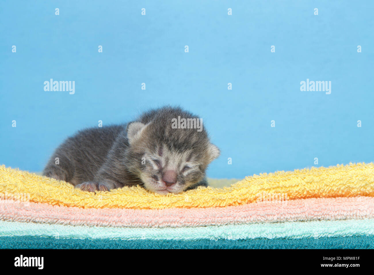 Portrait D Un Petit Chaton Tigre Gris Fonce Depouille Quatre Jours Portant Sur Une Pile De Couvertures Jaune Orange Vert Et Bleu Fond Face A Vie Photo Stock Alamy