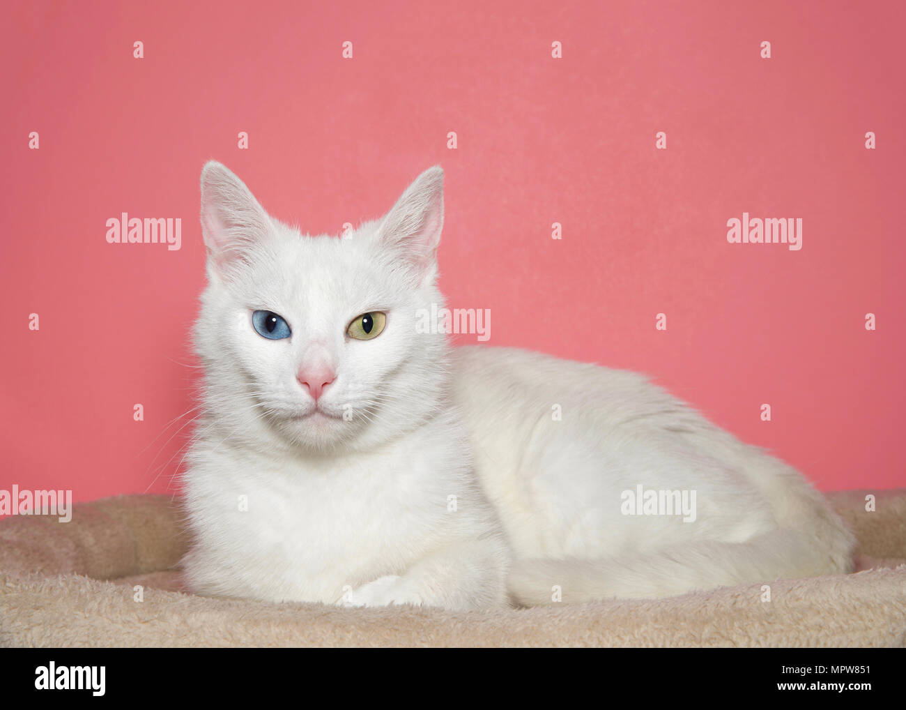 Portrait D Un Chat Blanc Cheveux Avec Heterochromia Ou Aux Yeux Impairs L Un D Un œil Bleu Jaune Vert Jeter Dans Un Lit Brun Clair Avec Fond Rose Photo Stock Alamy