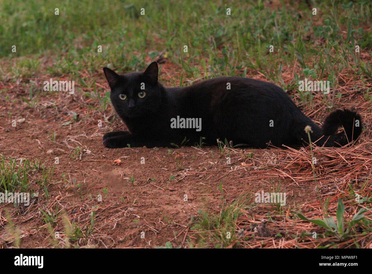 Sabrina La Jeune Sorciere Chat Noir Photo Stock Alamy