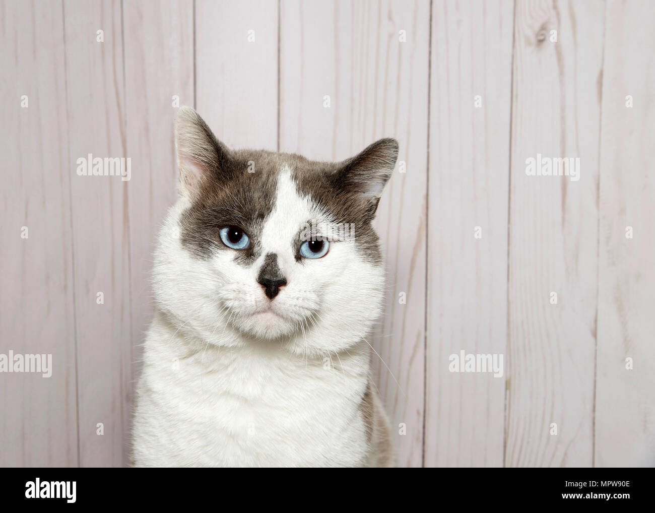 Portrait d'un chat blanc avec des taches grises sur la tête et le nez, yeux bleus à directement à l'afficheur. Panneau en bois clair wall background with copy space. Banque D'Images