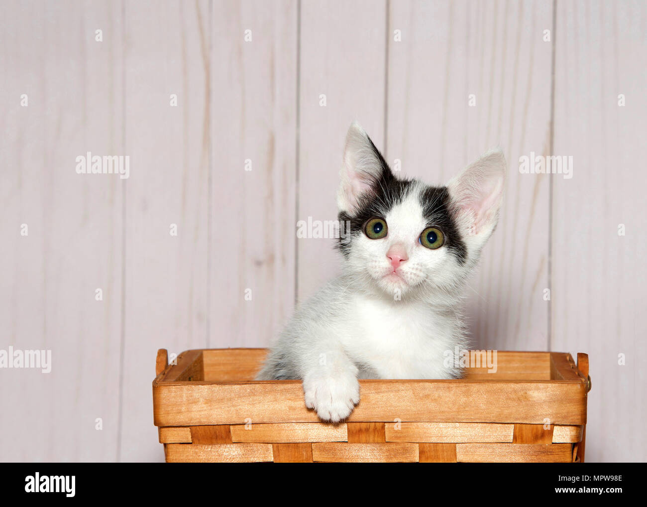 Adorable Chaton Blanc Avec Des Taches Noires Sur La Tete Assis Dans Un Panier A Bois Weave A Viewer Paw Sur Cote De Panier Panneau En Bois Retour Photo Stock Alamy