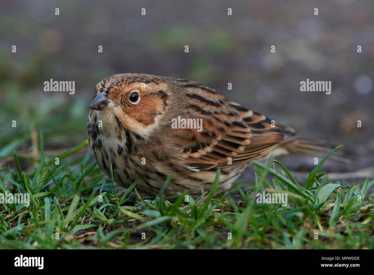 Little bunting à la recherche de nourriture sur le terrain Banque D'Images