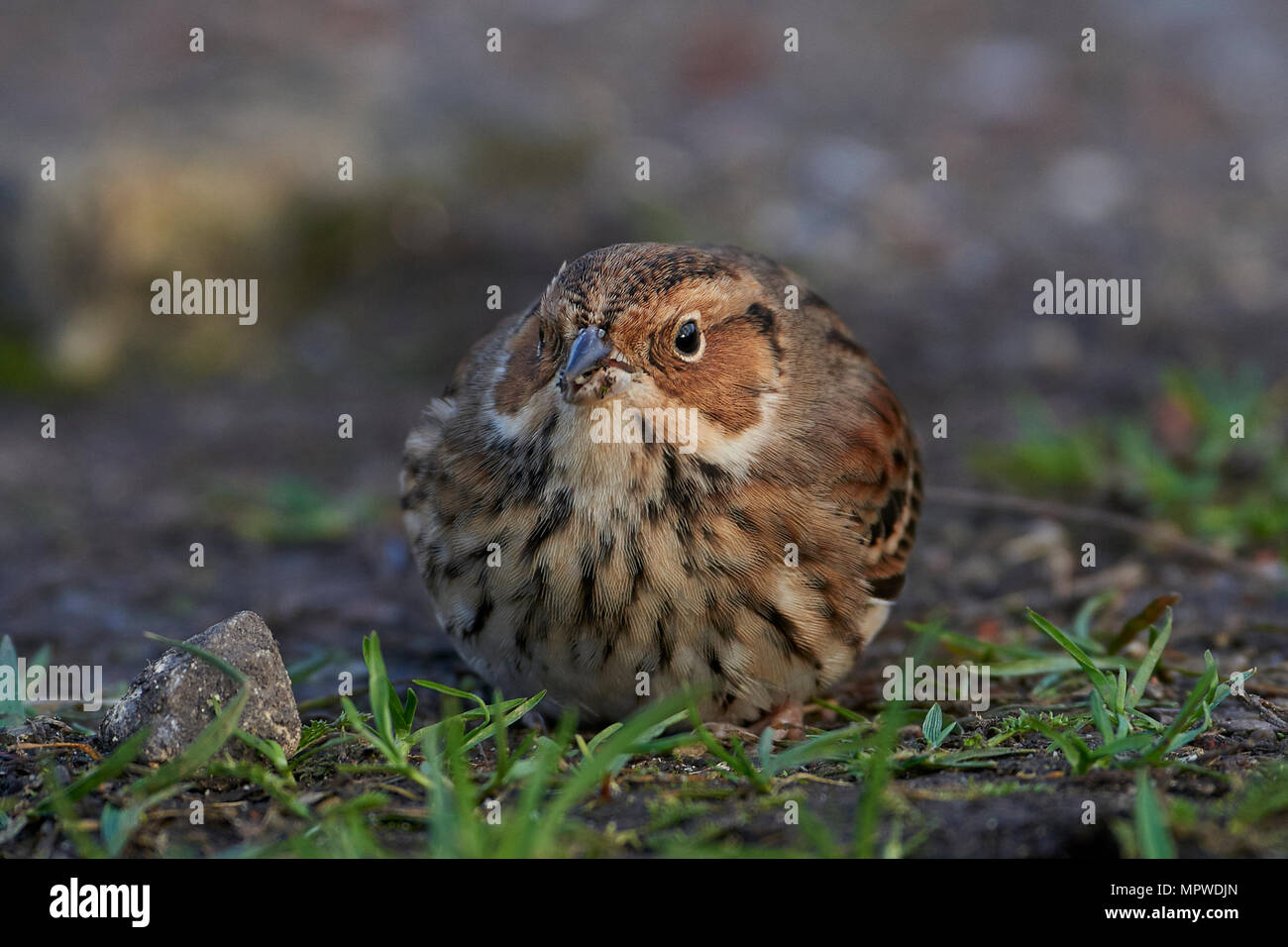 Little bunting à la recherche de nourriture sur le terrain Banque D'Images