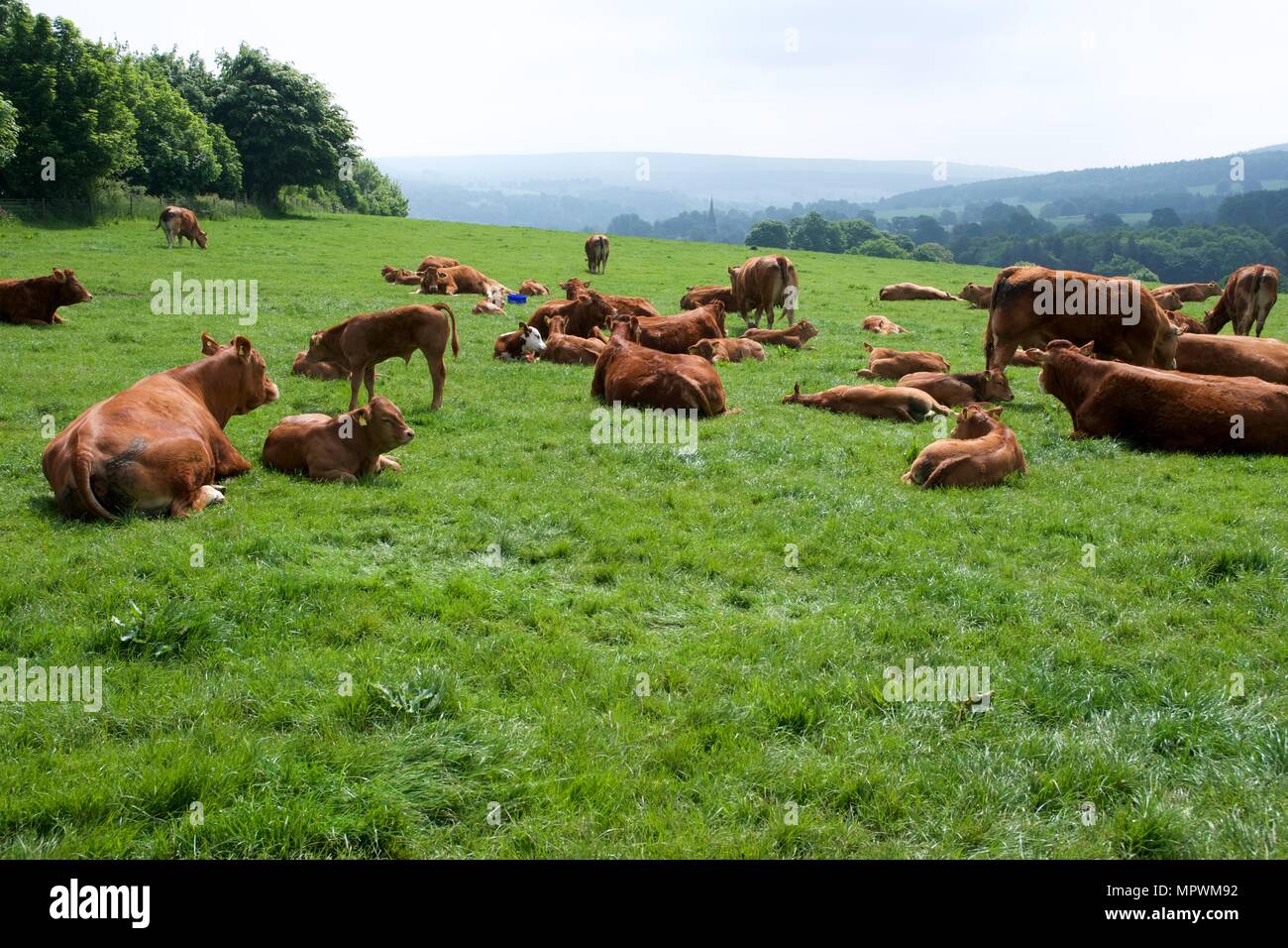 Les vaches se trouvent dans le soleil dans un champ sur le domaine de Chatsworth dans le Derbyshire. Banque D'Images