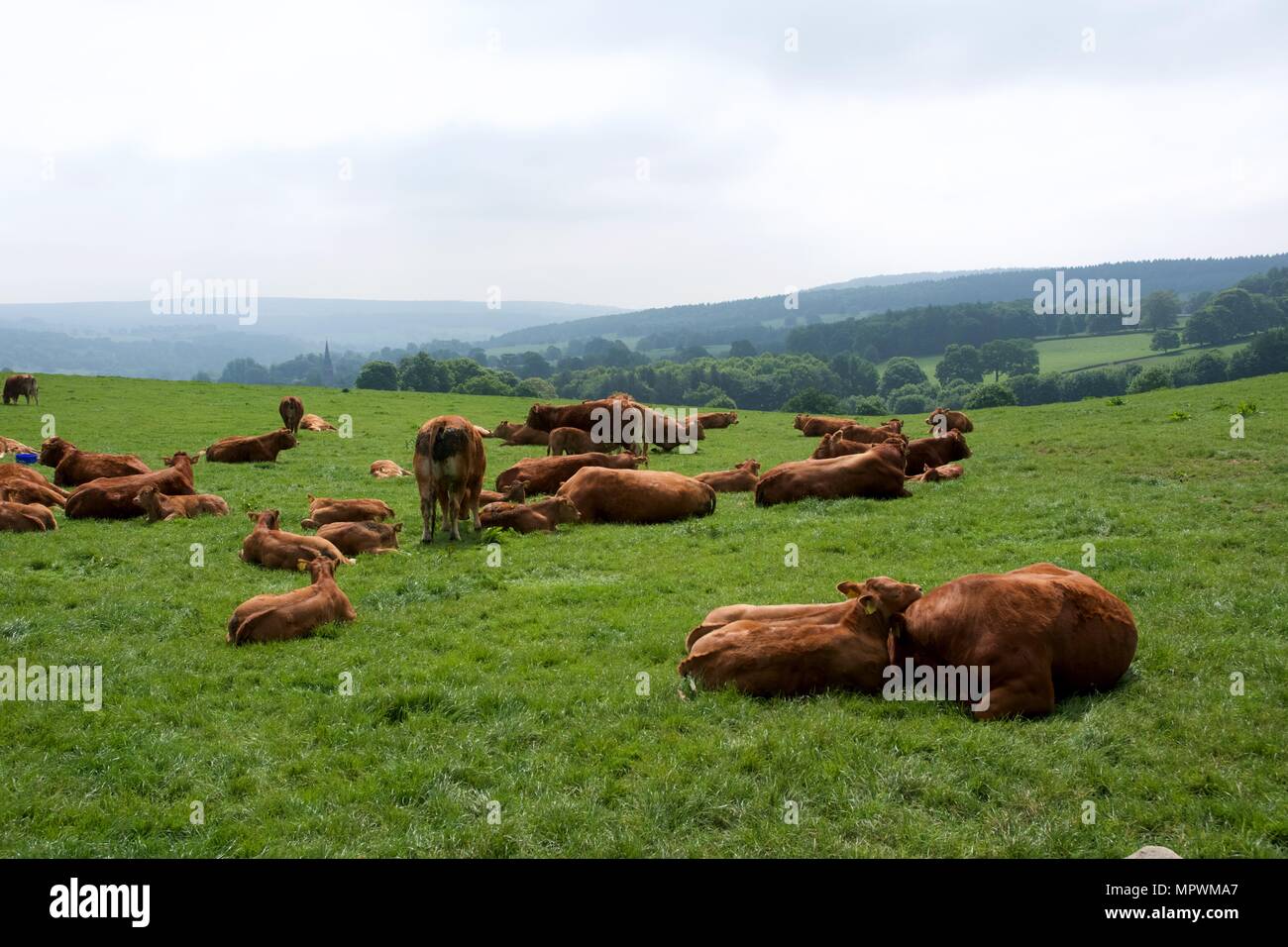 Les vaches se trouvent dans le soleil dans un champ sur le domaine de Chatsworth dans le Derbyshire. Banque D'Images