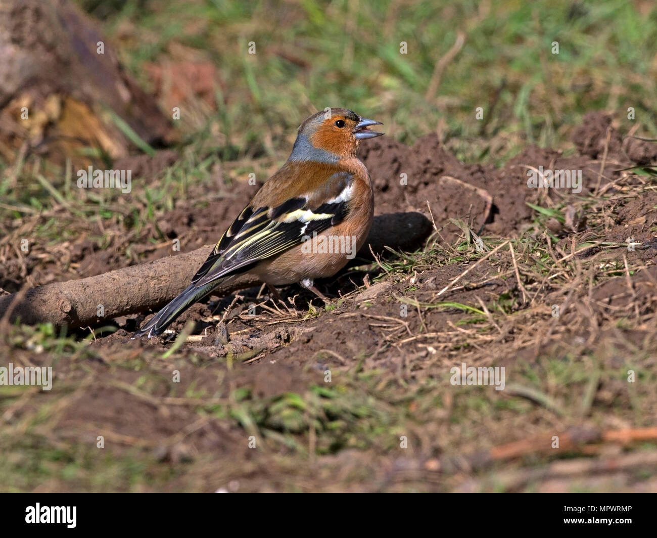 Chaffinch commun mâle debout Banque D'Images