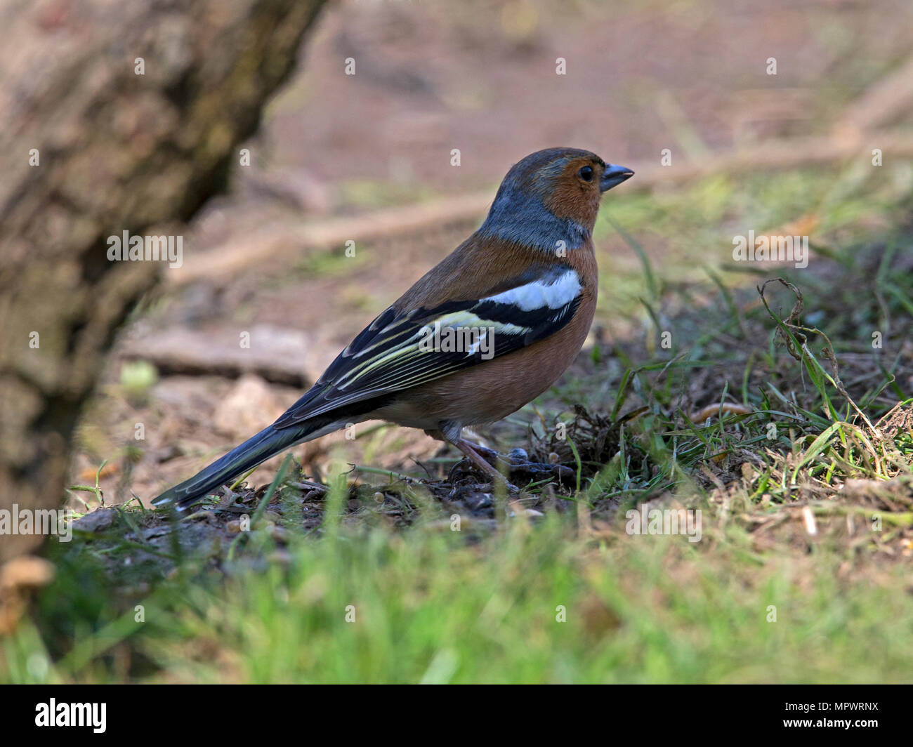 Chaffinch commun mâle debout Banque D'Images