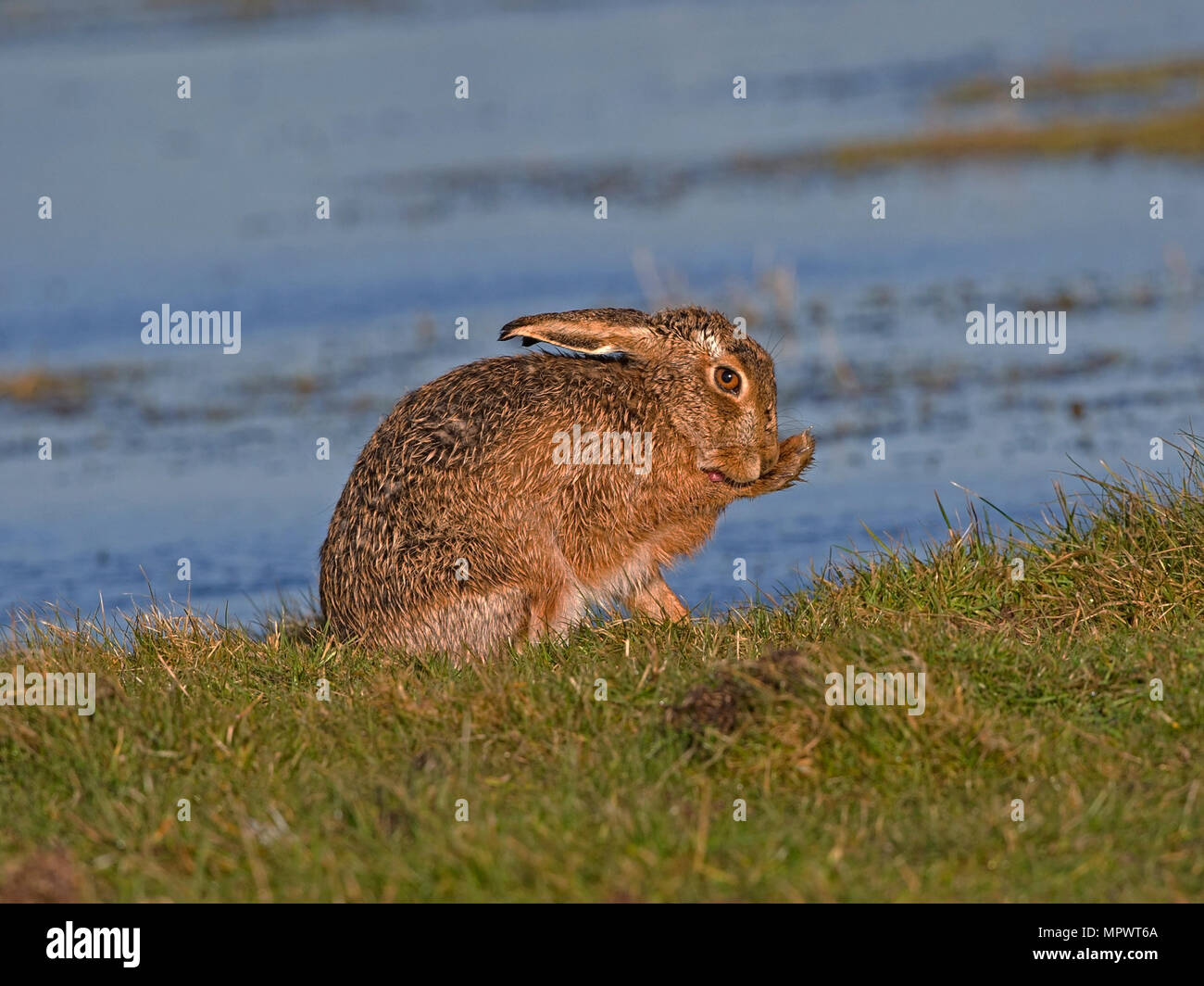 European brown hare le toilettage en bordure du lac Banque D'Images