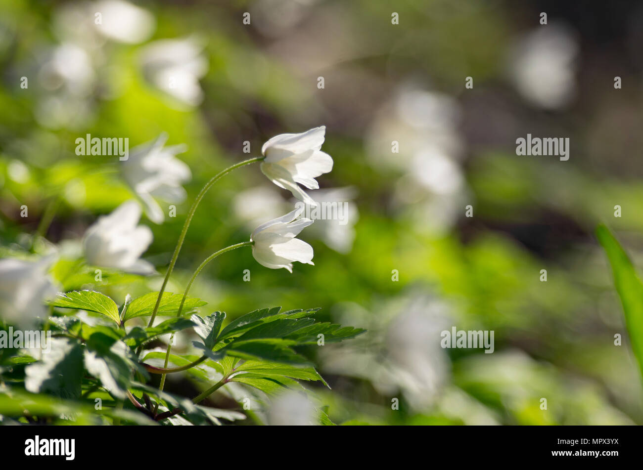 D'un bourgeons anemony sont rejetés sur une réunion au soleil du printemps. Banque D'Images