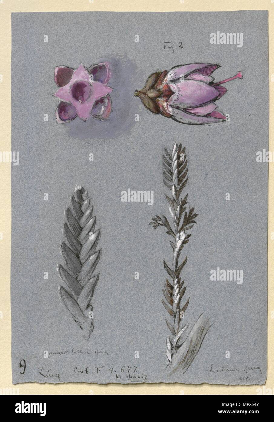 Quatre études de Ling, probablement le 14 septembre 1869. Artiste : John Ruskin. Banque D'Images