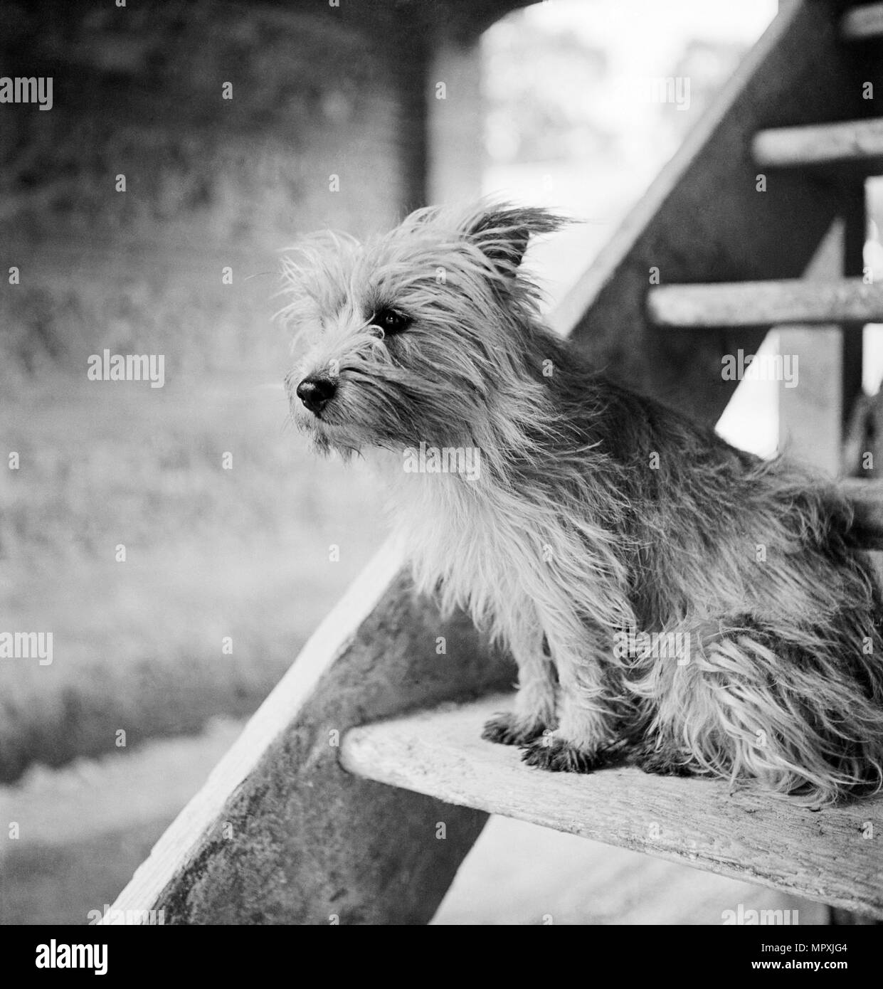 Chien Terrier, début des années 50. Artiste : John Gay. Banque D'Images