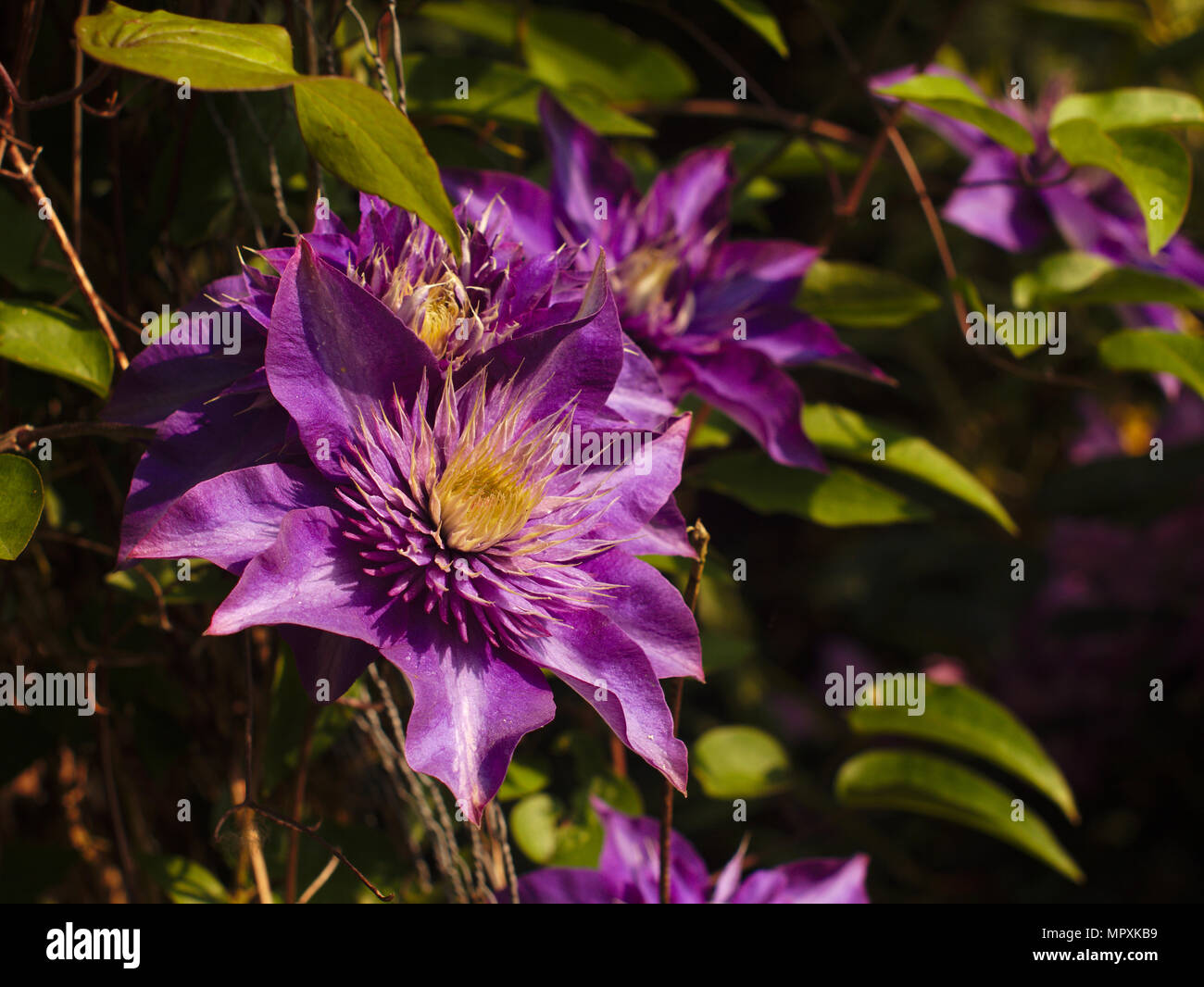 Dans baskig clématite violet le soleil du soir. Banque D'Images