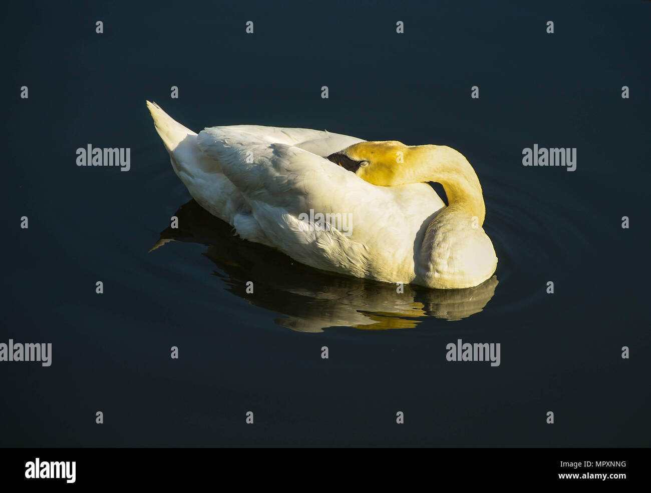 Wild Swan dormir avec sa tête reposant sur son corps au début de la lumière du matin sur l'eau parfaitement immobile Banque D'Images