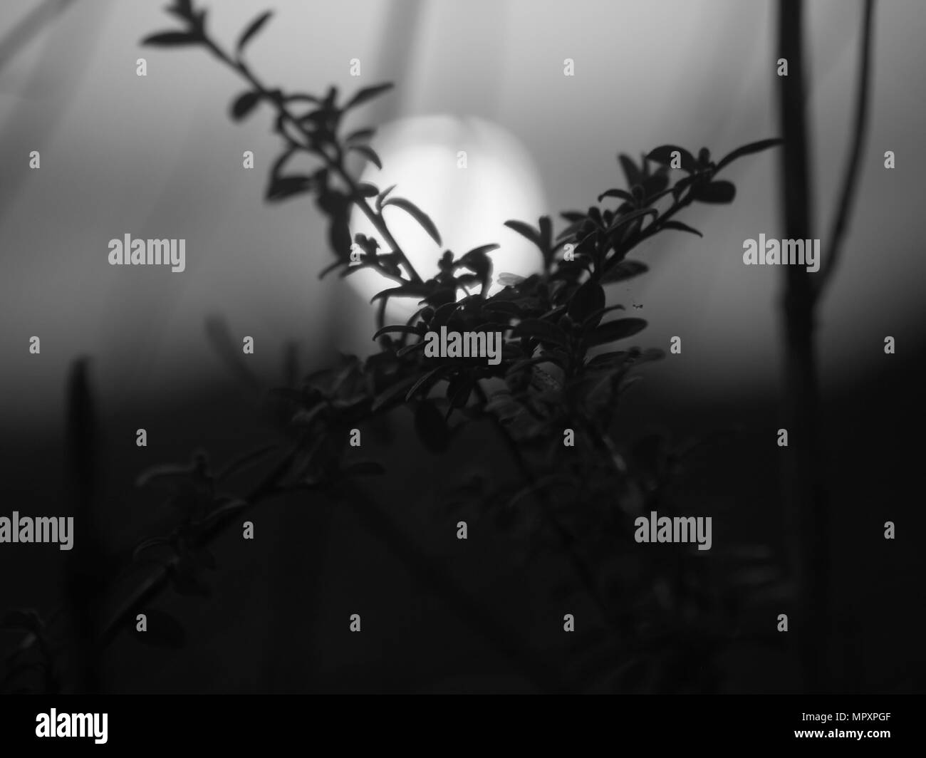 La nature à son meilleur en photo, couleurs, Monochrome et dans le noir, si vous voulez en savoir plus regardez sur mon instagram @seulement  ollie Murphy Banque D'Images