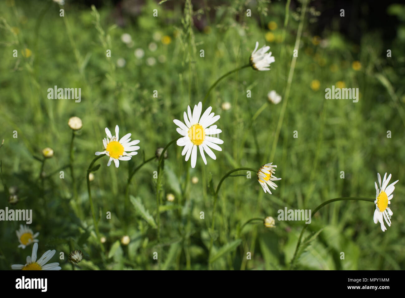 Leucanthemum vulgare flower Banque D'Images