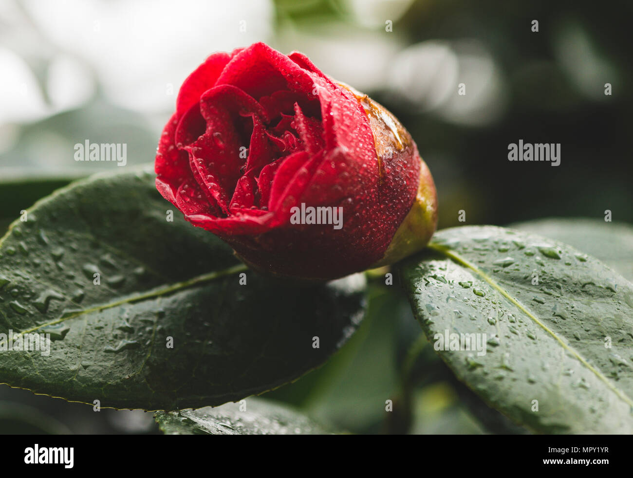 Close-up of red rose qui fleurit en plein air humide Banque D'Images