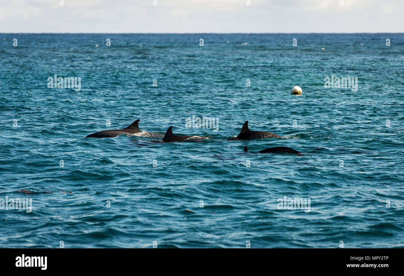 Les dauphins nager en mer contre sky Banque D'Images