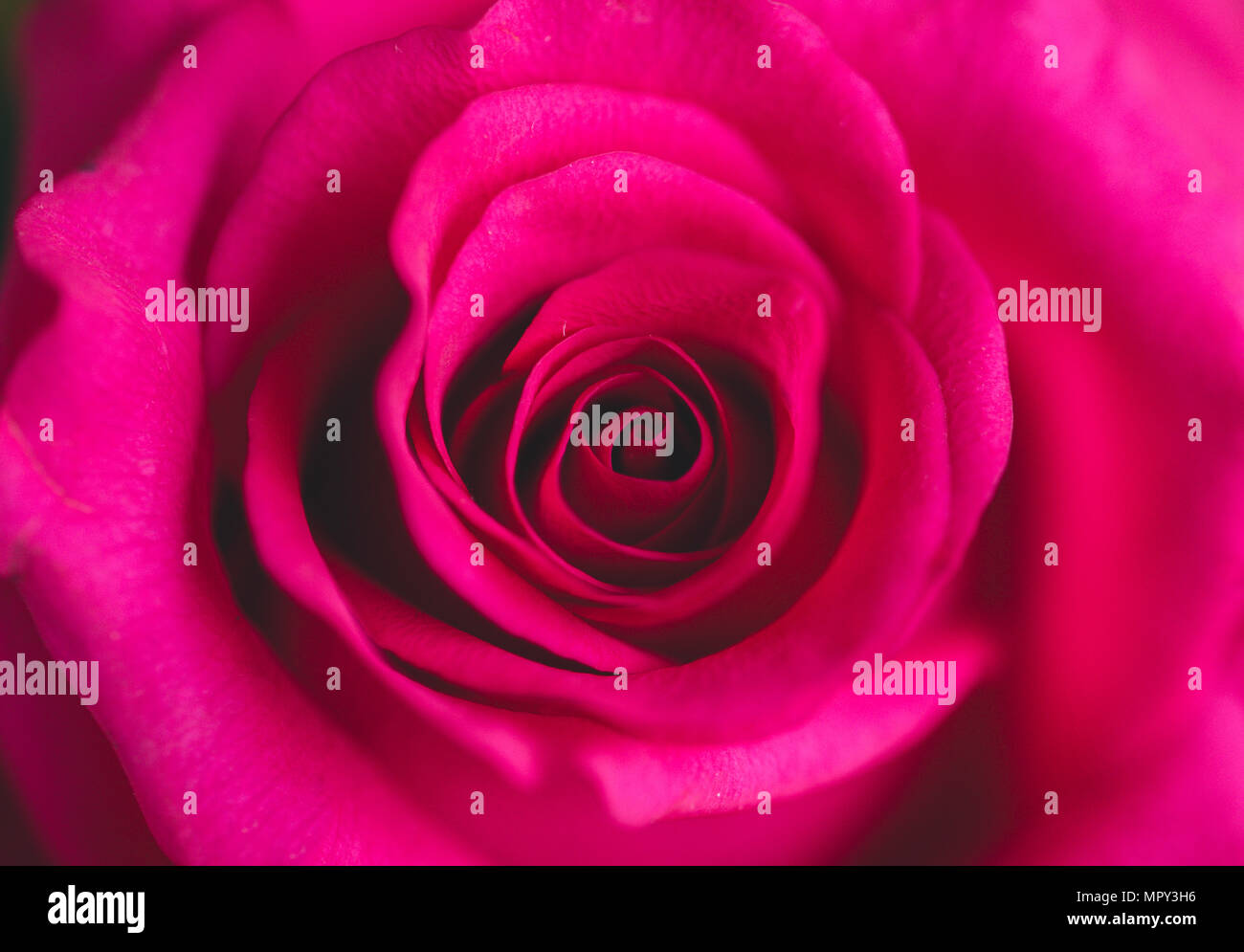 Extreme close-up of pink rose Banque D'Images