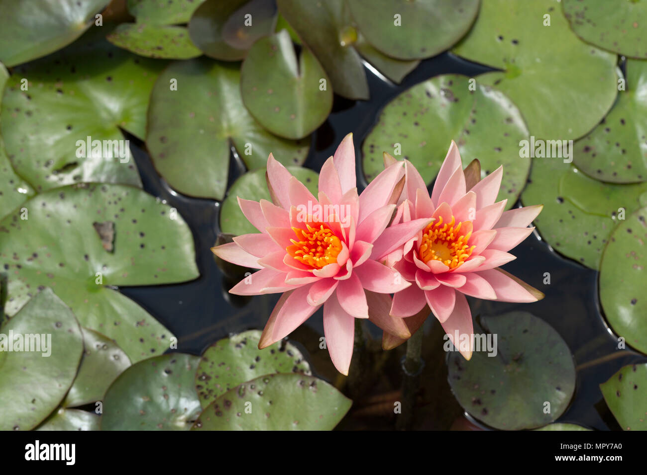 Portrait de lotus dans l'étang de nénuphars Banque D'Images