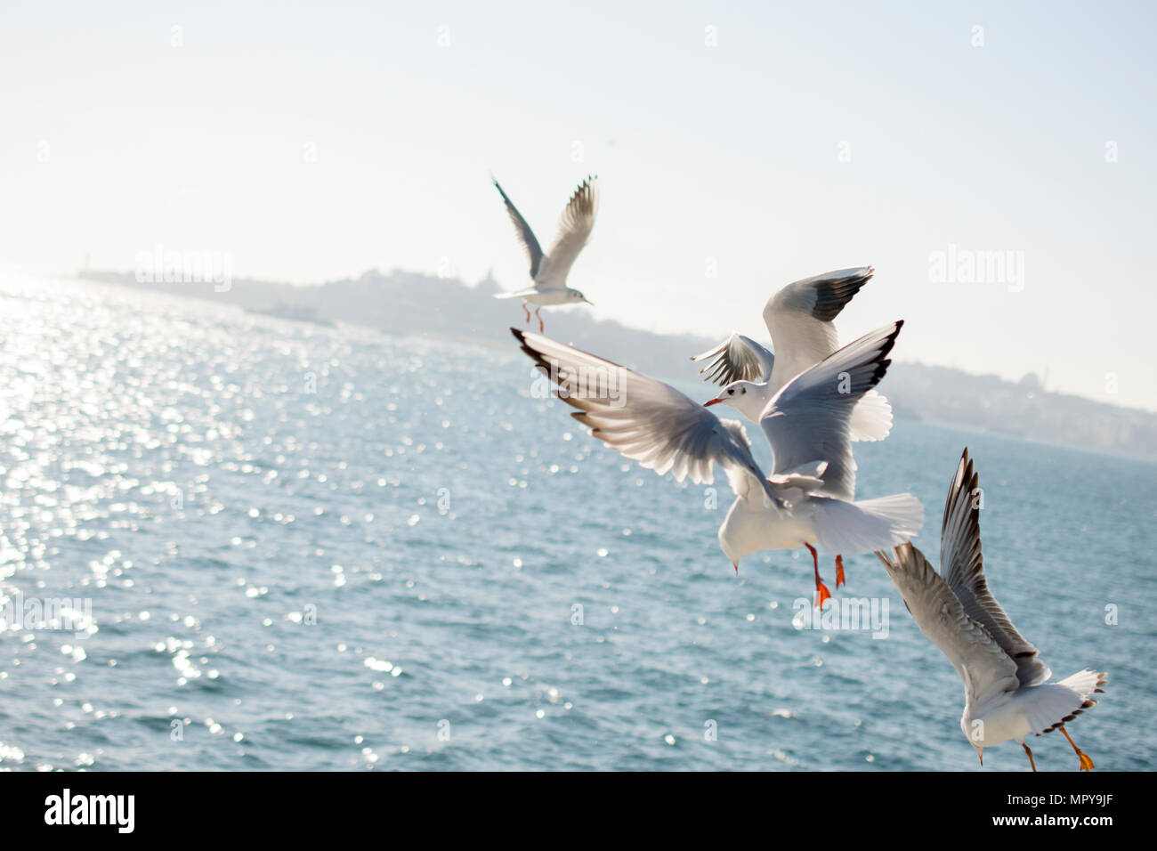 Vol de mouettes au-dessus de la mer contre un ciel clair au cours de journée ensoleillée Banque D'Images Vol de mouettes au-dessus de la mer contre un ciel clair au cours de journée ensoleillée Banque D'Images