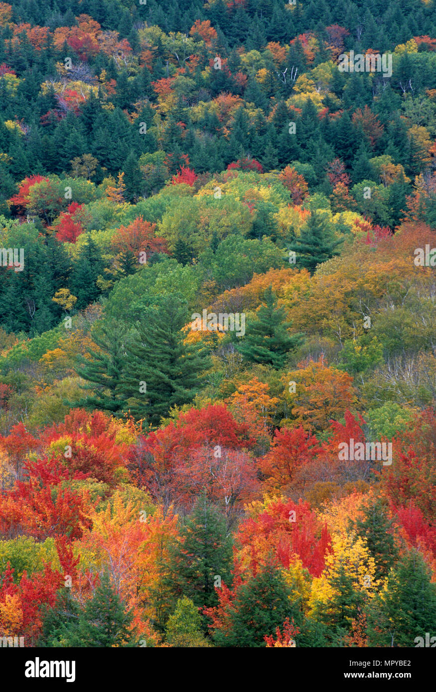 Les lits de glace Trail view, Green Mountain National Forest, Vermont Banque D'Images