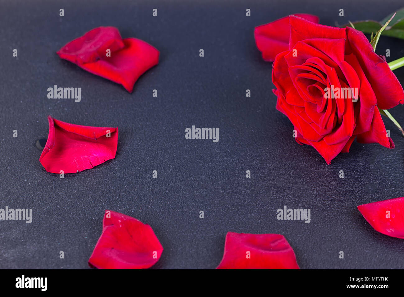 Pétales de rose rouge et sur le fond noir Banque D'Images