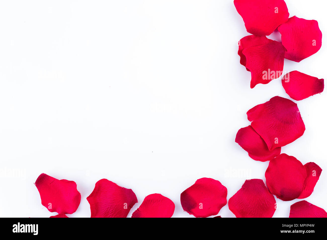 Image de pétales de rose artificiels sur le fond blanc Banque D'Images
