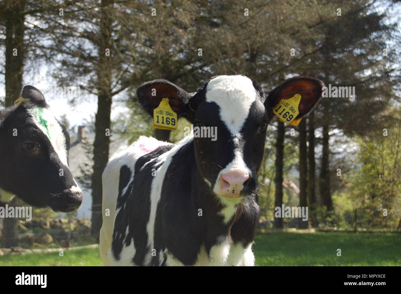 Deux petits bébé adorable veaux en Norvège. Banque D'Images