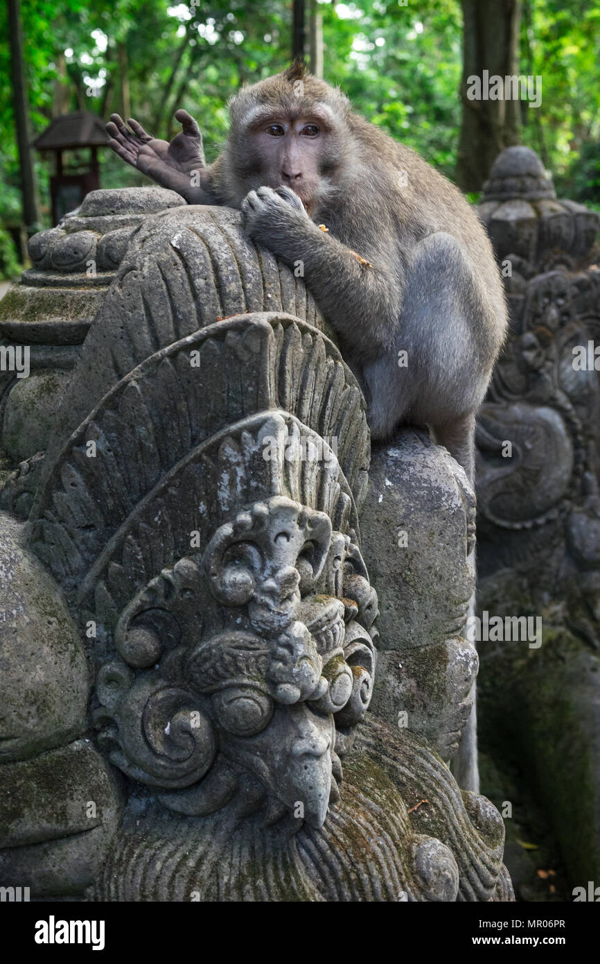 Singe à longue queue balinais (Macaca fascicularis) assis sur une statue dans la forêt des singes sacrés à Ubud, Bali, Indonésie (09.05.2018) Banque D'Images