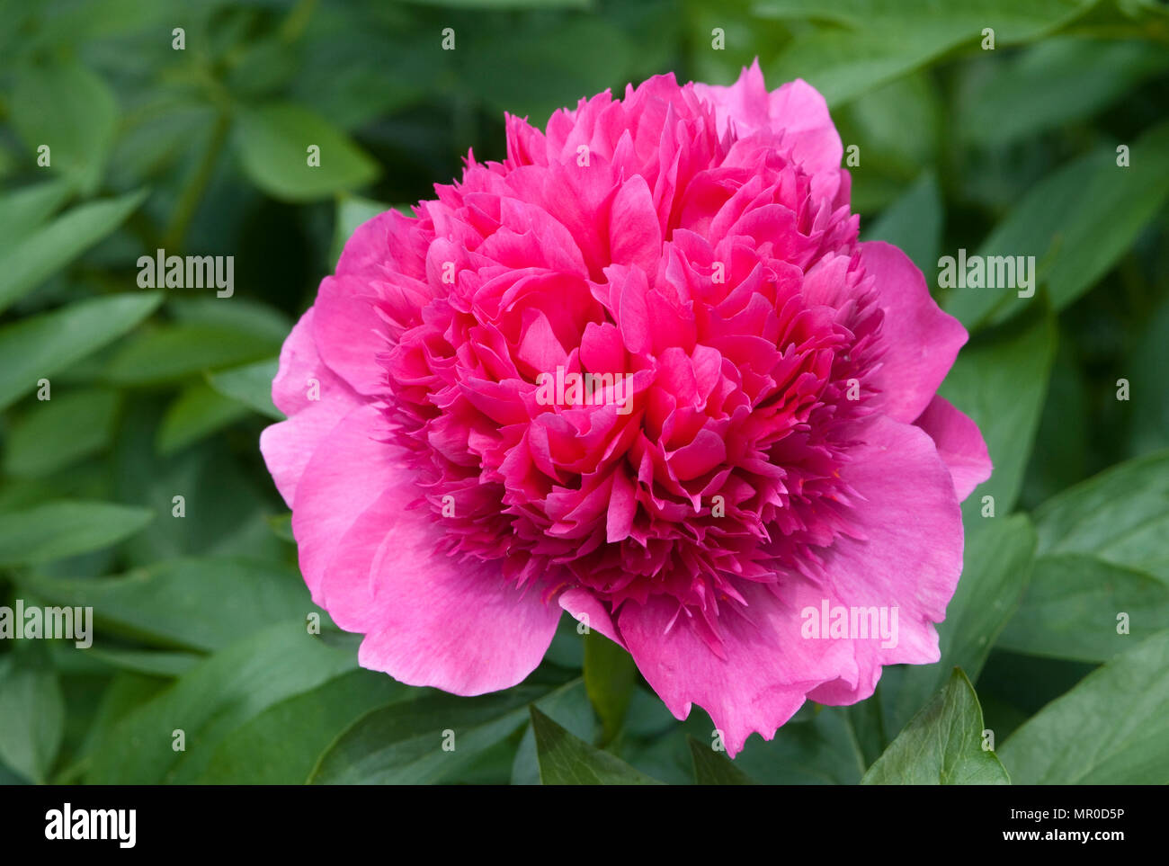 PAEONIA 'ANGELO COBB FREEBORN' Banque D'Images