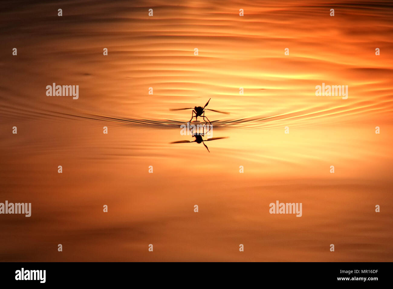 Le soleil qui illumine les moustiques comme ils pondent dans une flaque boueuse. ©Peter Cripps/Alamy Live News Banque D'Images