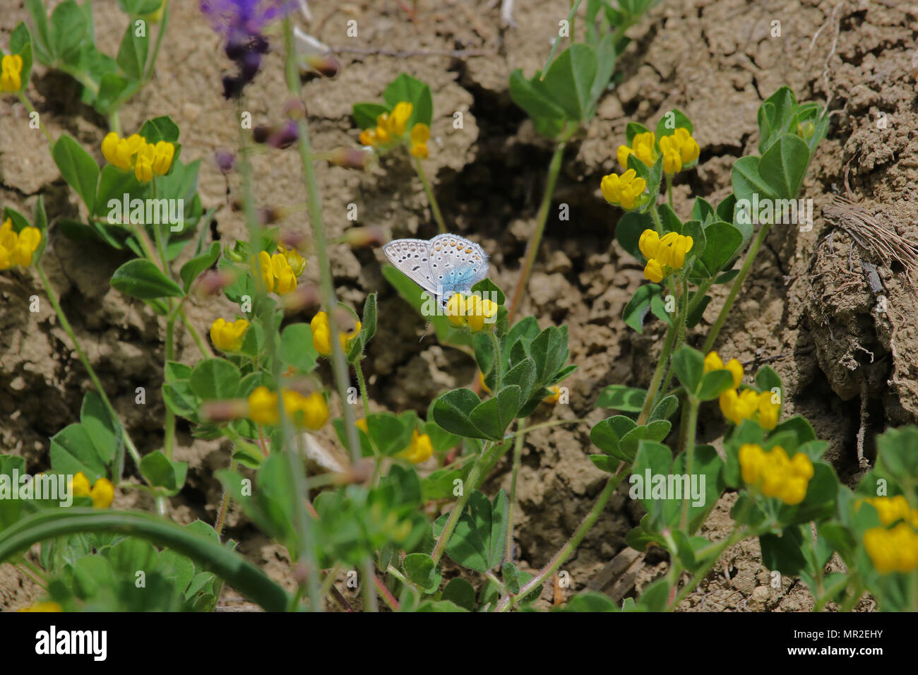 Papillon Bleu baton nom Latin pseudophilotes baton avec fréquemment confondus un élément commun ou blue polyommatus icarus ou eros eros sur une fleur de trèfle jaune Banque D'Images