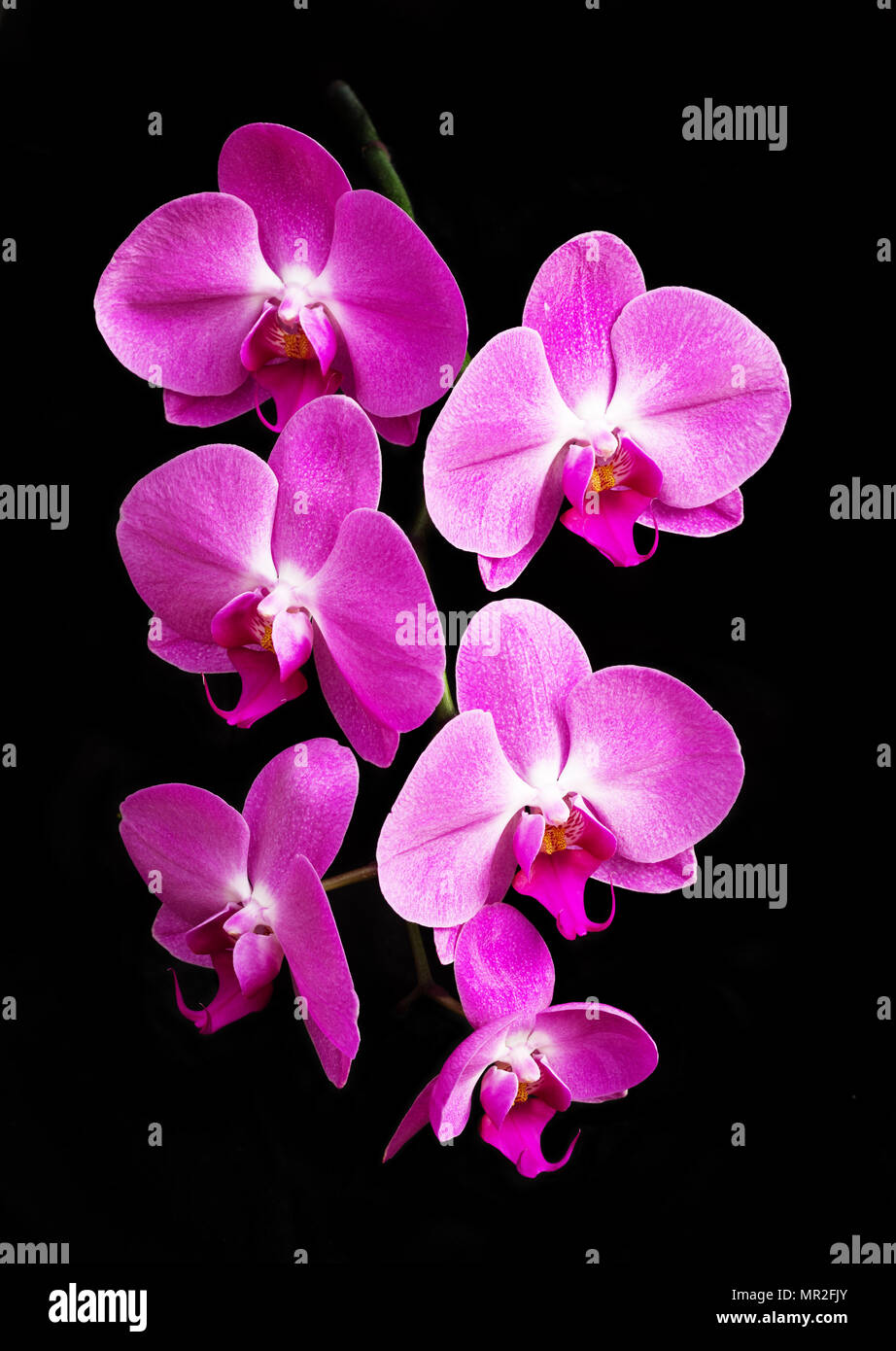 Six fleurs orchidée phalaenopsis rose sur fond noir Banque D'Images