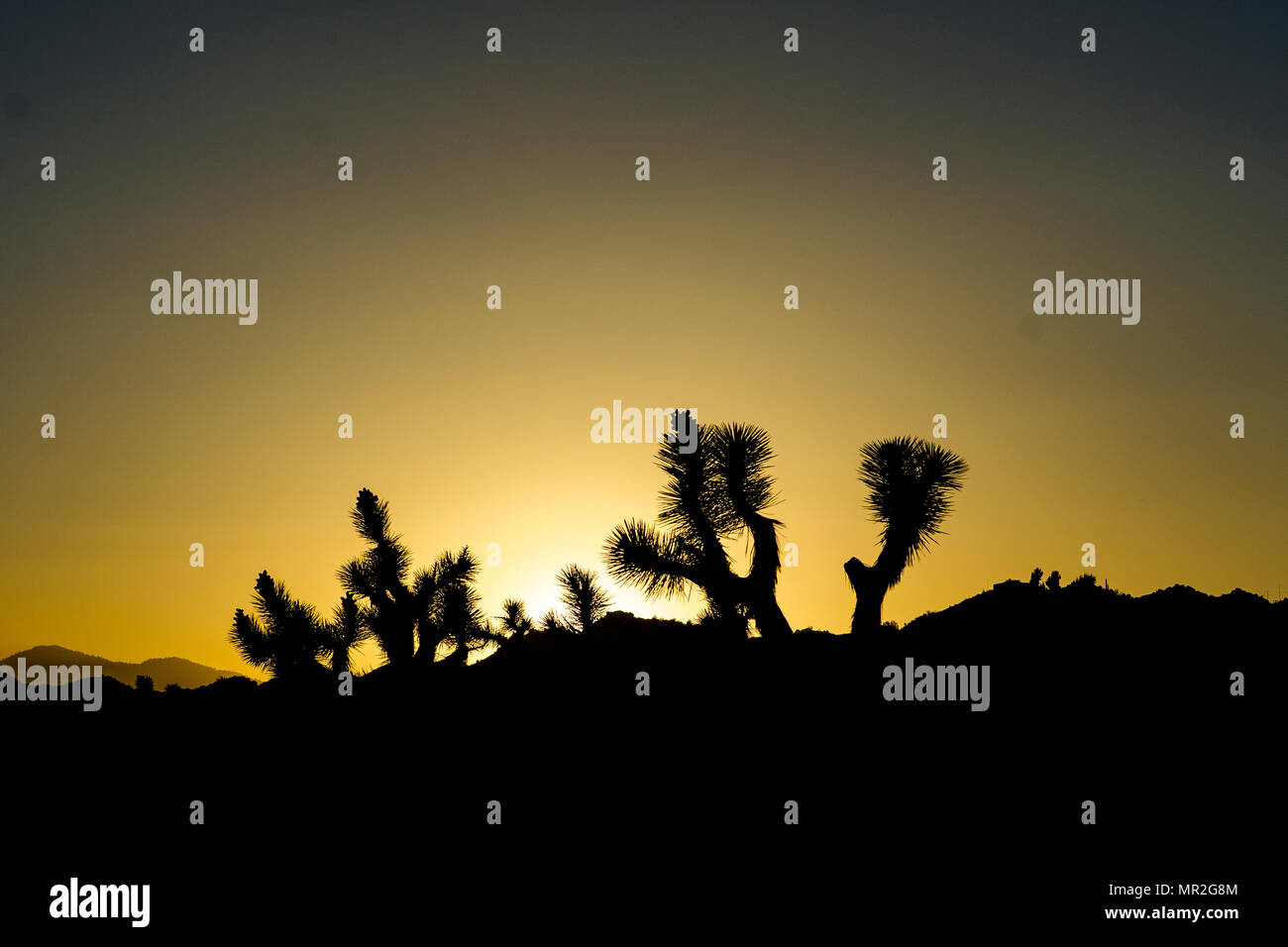 Coucher de Joshua Tree Banque D'Images