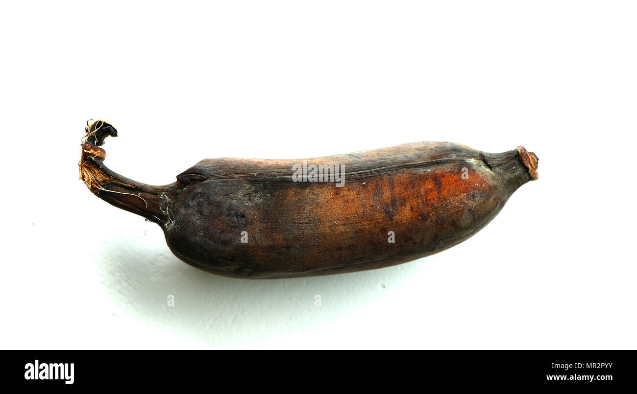 Bananes cultivées isolé sur fond blanc Banque D'Images