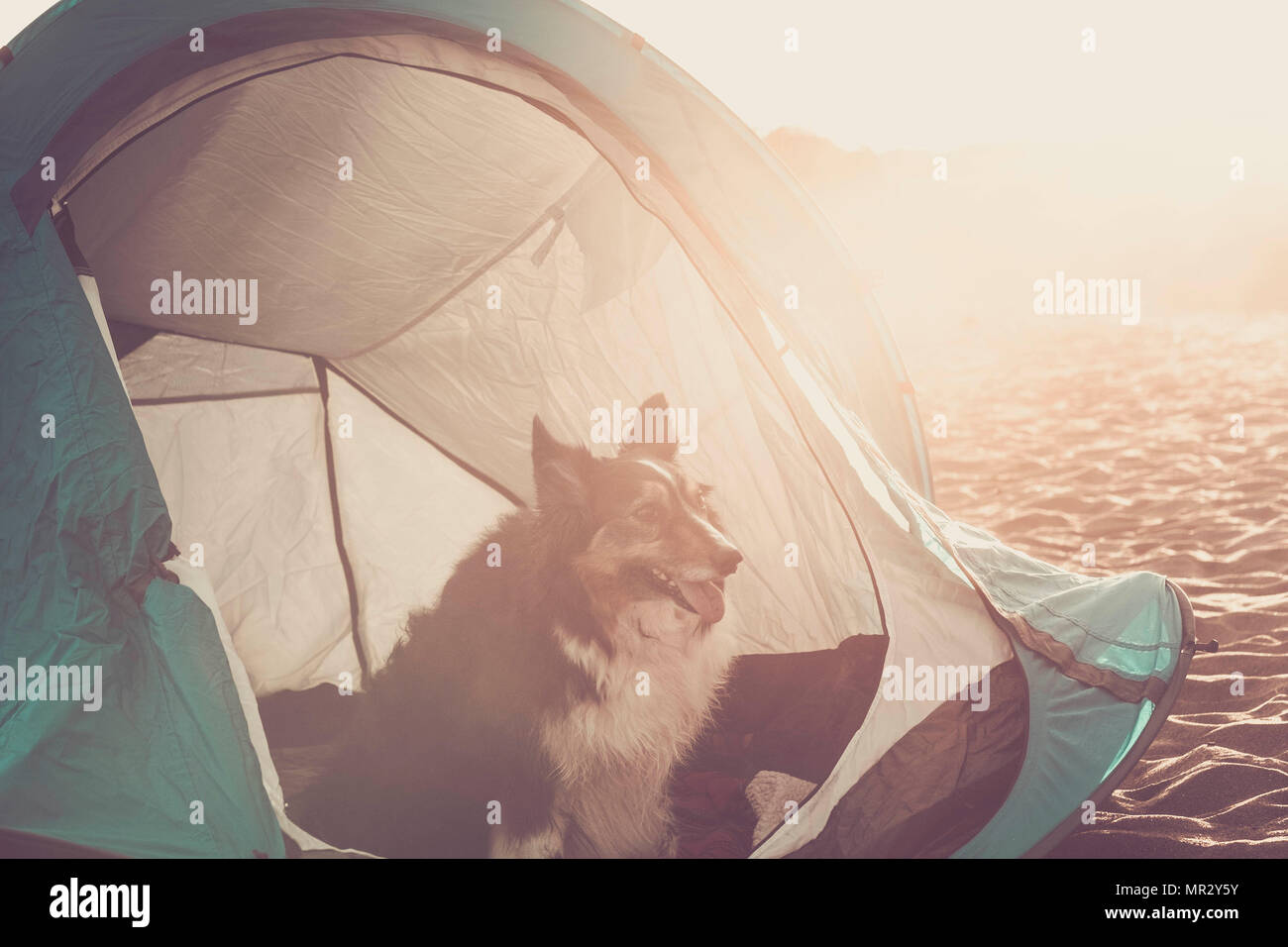 Jeune couple apprécier le camping. Deux personnes et le chien comme une famille. En plein air, sur la plage en face de l'océan Banque D'Images