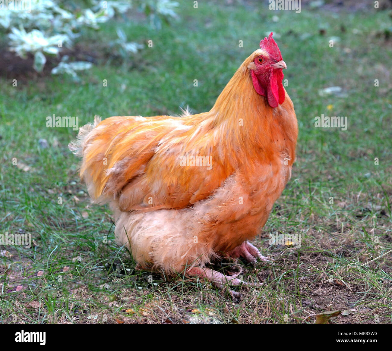 Poulet jaune dans l'herbe verte Banque D'Images