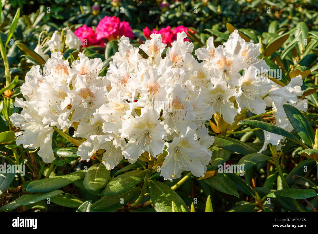 Rhododendron blanc et orange, des fleurs sur une journée ensoleillée. Banque D'Images