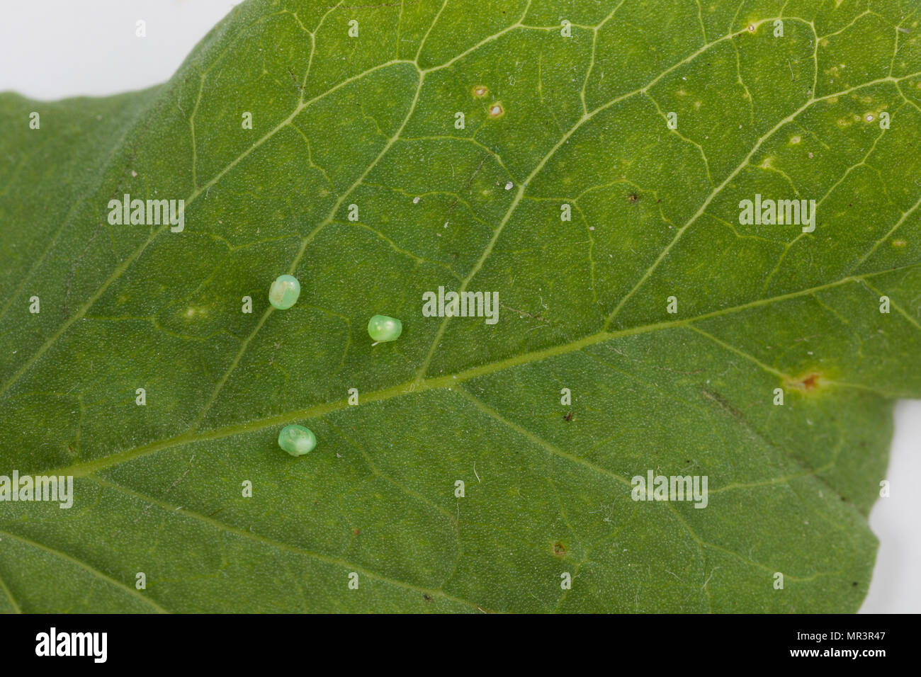 Winden-Schwärmer, Windenschwärmer, Ei, Eier, Schmetterlingsei, Agrius convolvuli, Windig, Herse convolvuli, Convolvulus Hawk-moth, oeuf, oeufs, le sphin Banque D'Images