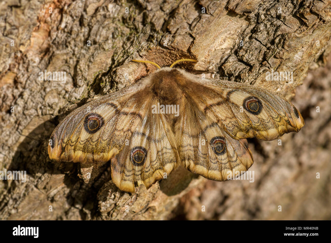 Papillon empereur - Saturnia pavonia, belle espèce d'Europe, en République tchèque. Banque D'Images