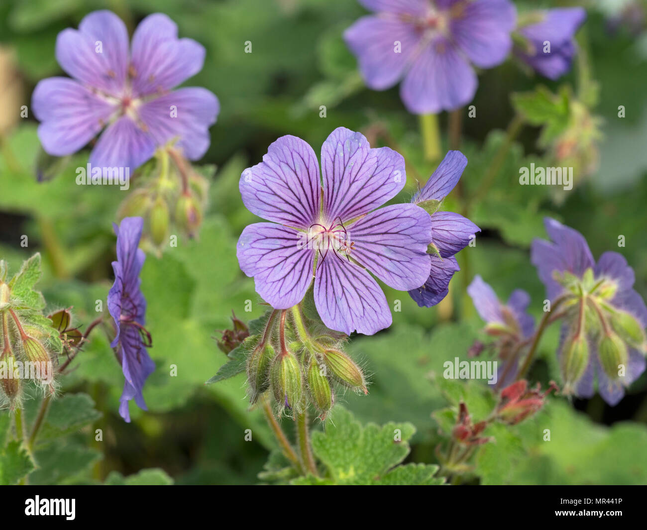 Géranium Philippe Vapelle Banque D'Images